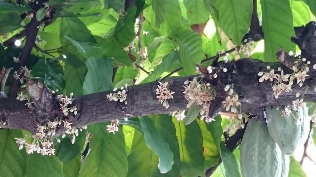 Pousada Cheiro De Cacau Porto Seguro Kültér fotó